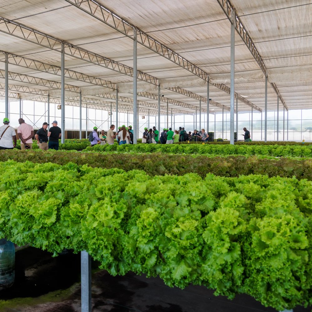 How to Start Hydroponic Farming in Africa (Step-by-Step Guide for 2026)